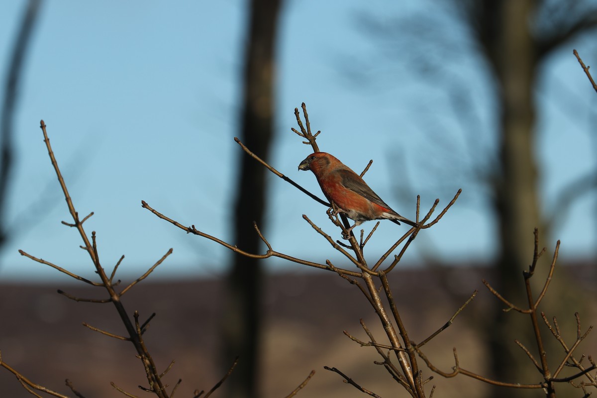 Parrot Crossbill - ML632740258