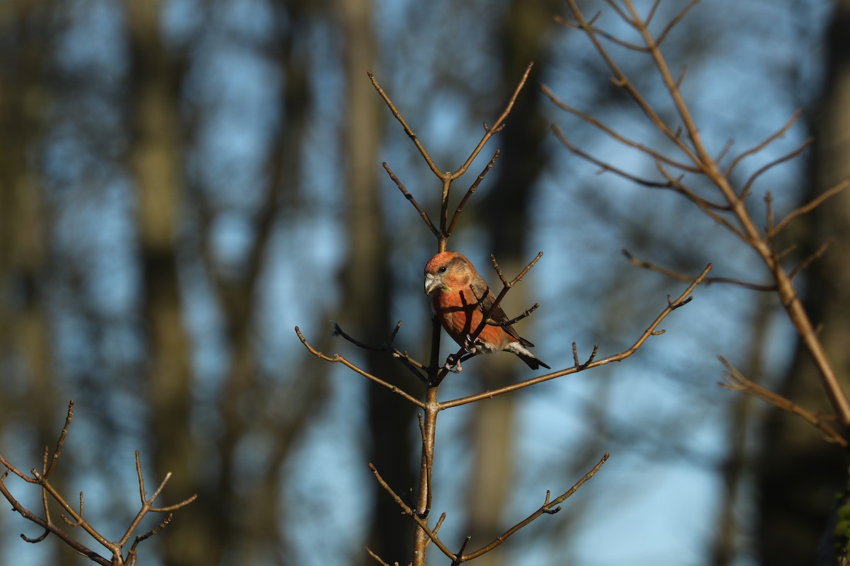 Parrot Crossbill - ML632740259