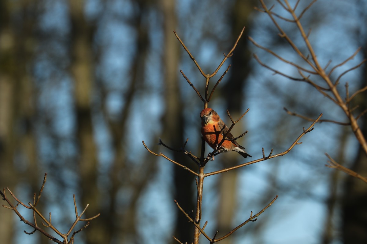 Parrot Crossbill - ML632740260
