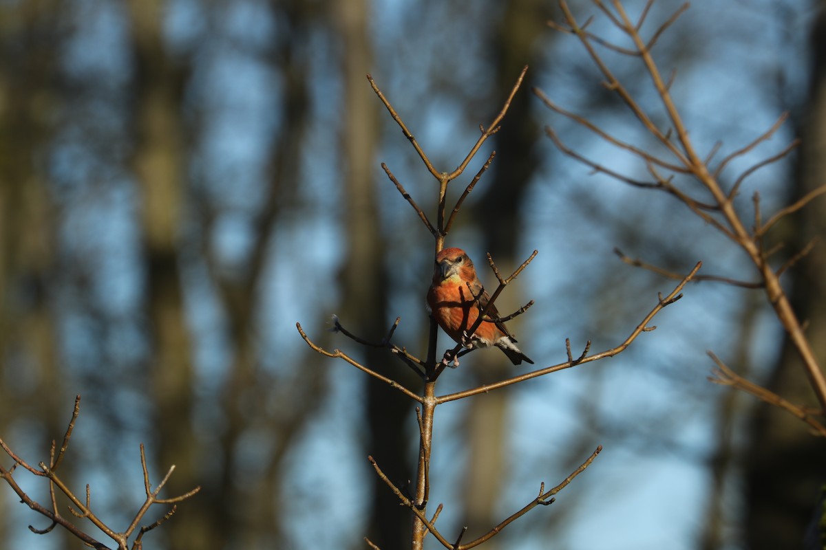 Parrot Crossbill - ML632740261