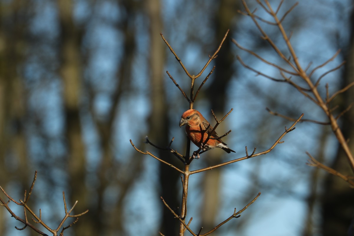 Parrot Crossbill - ML632740263