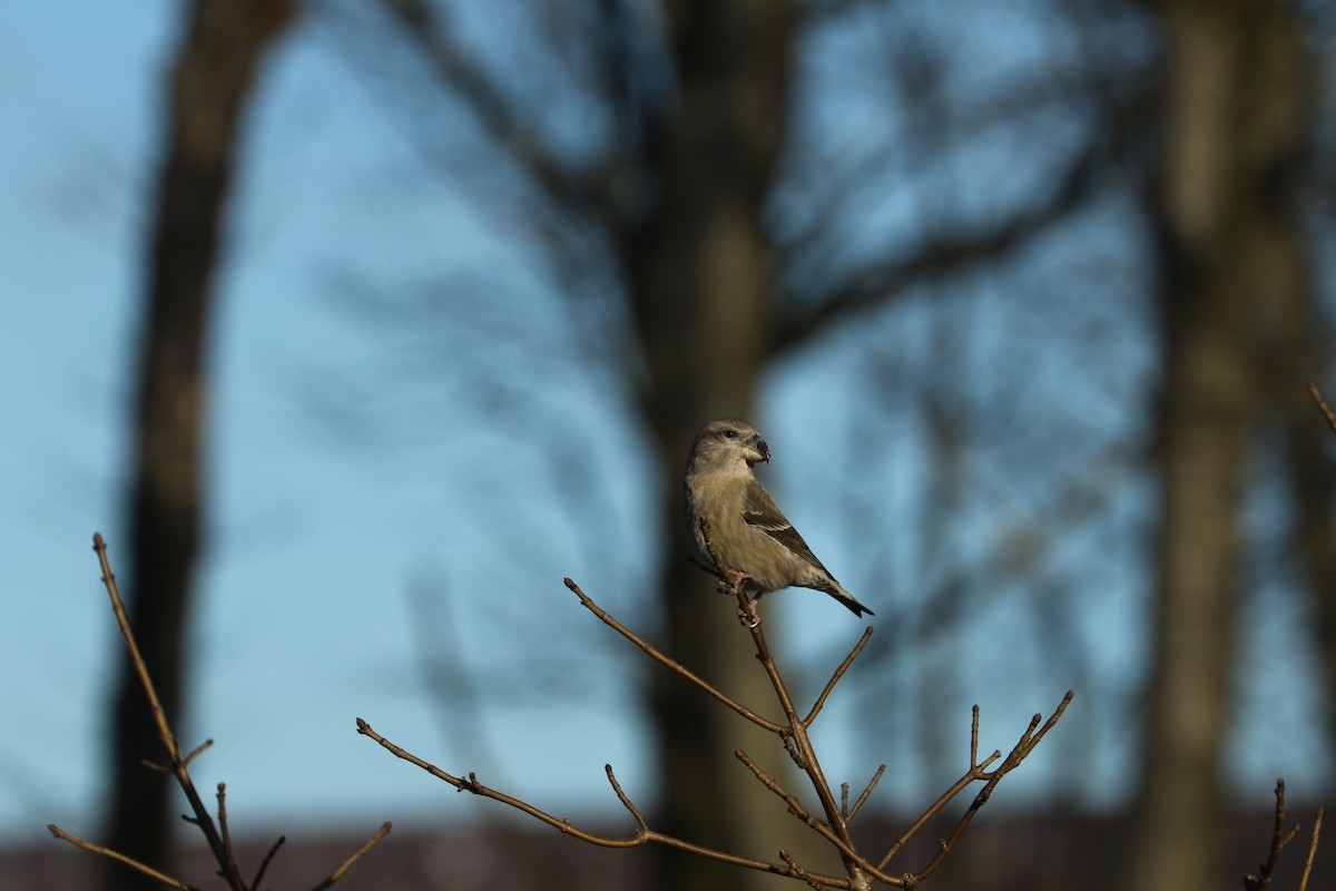 Parrot Crossbill - ML632740264