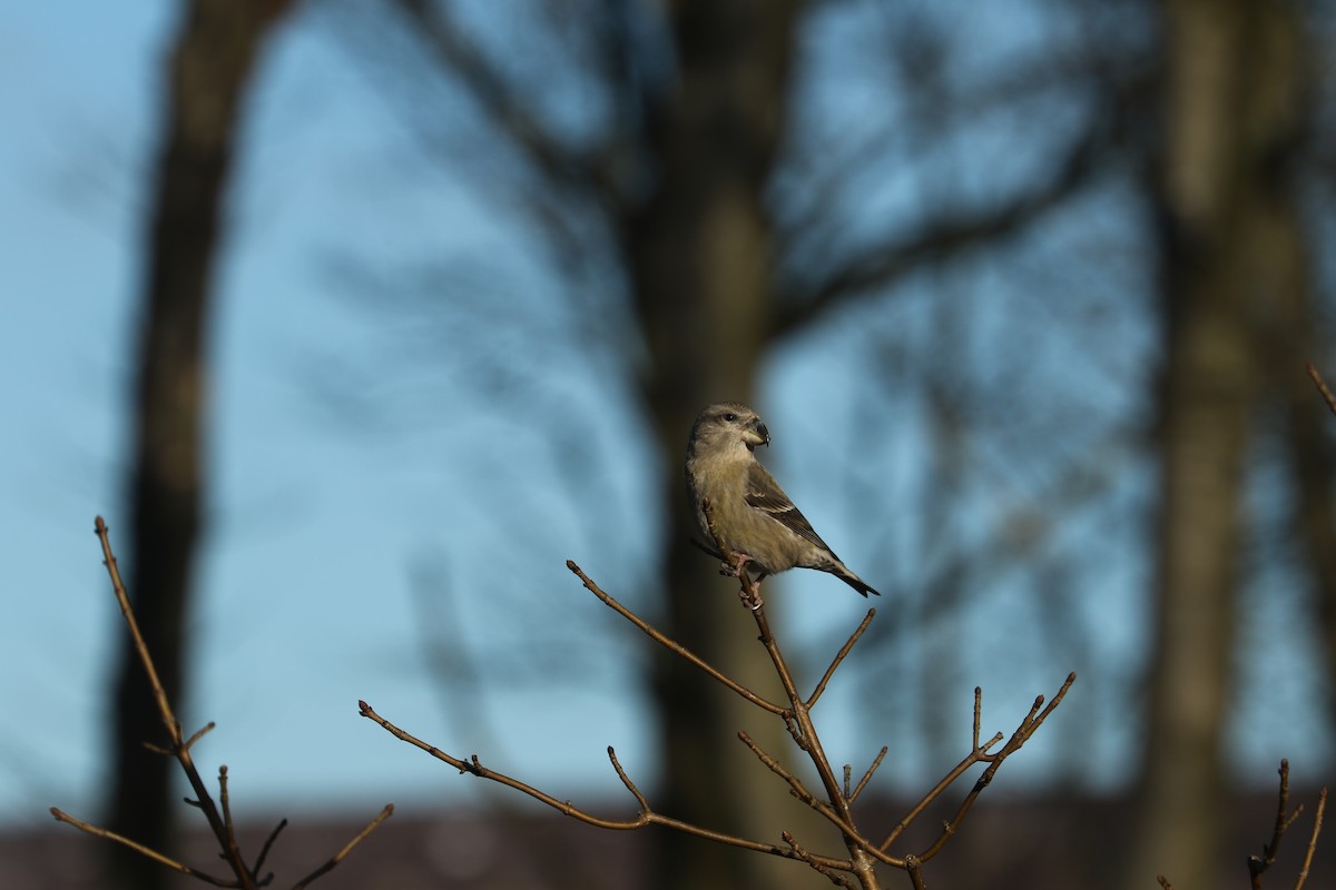 Parrot Crossbill - ML632740266