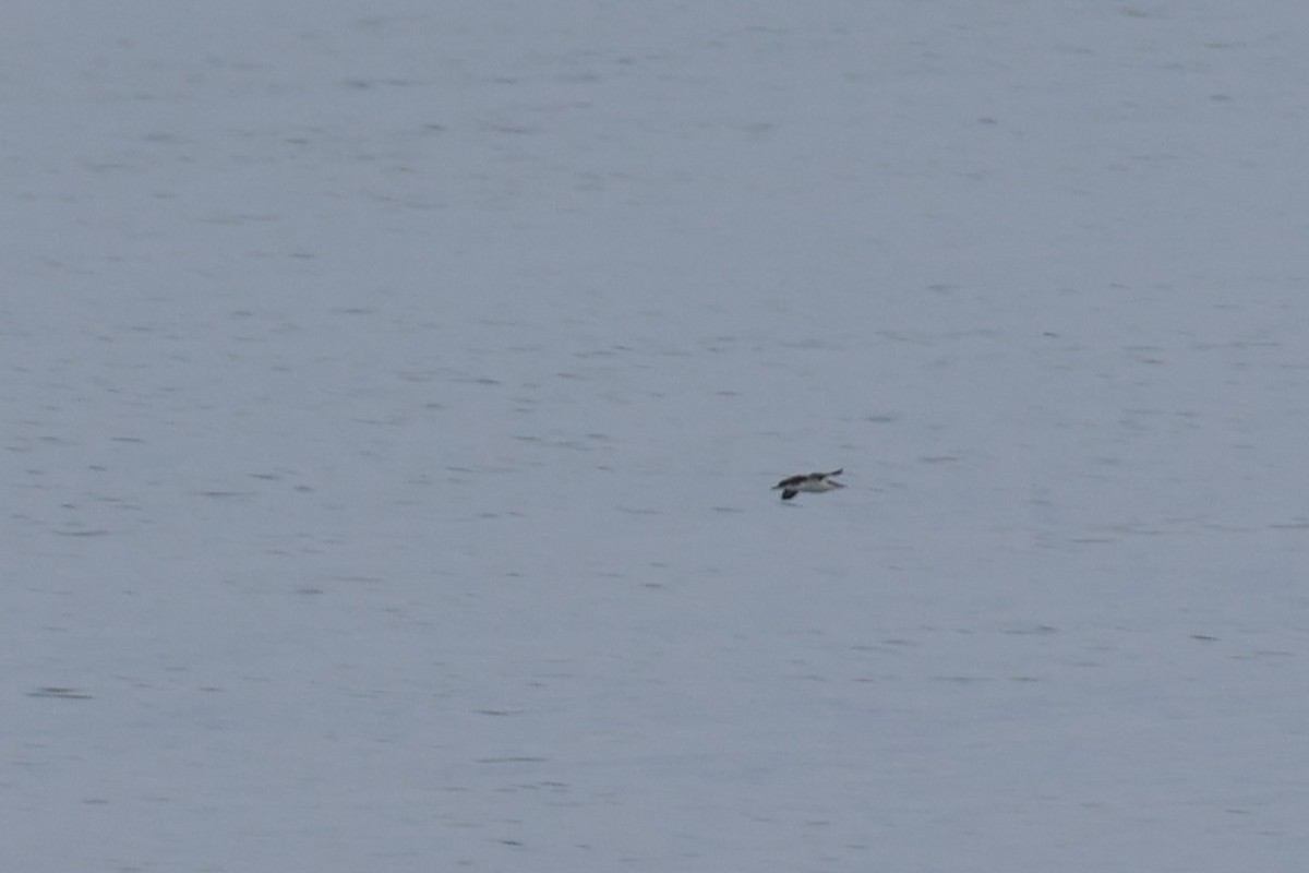 Manx Shearwater - ML632740455