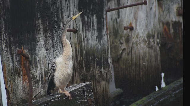 Australasian Darter - ML632740456