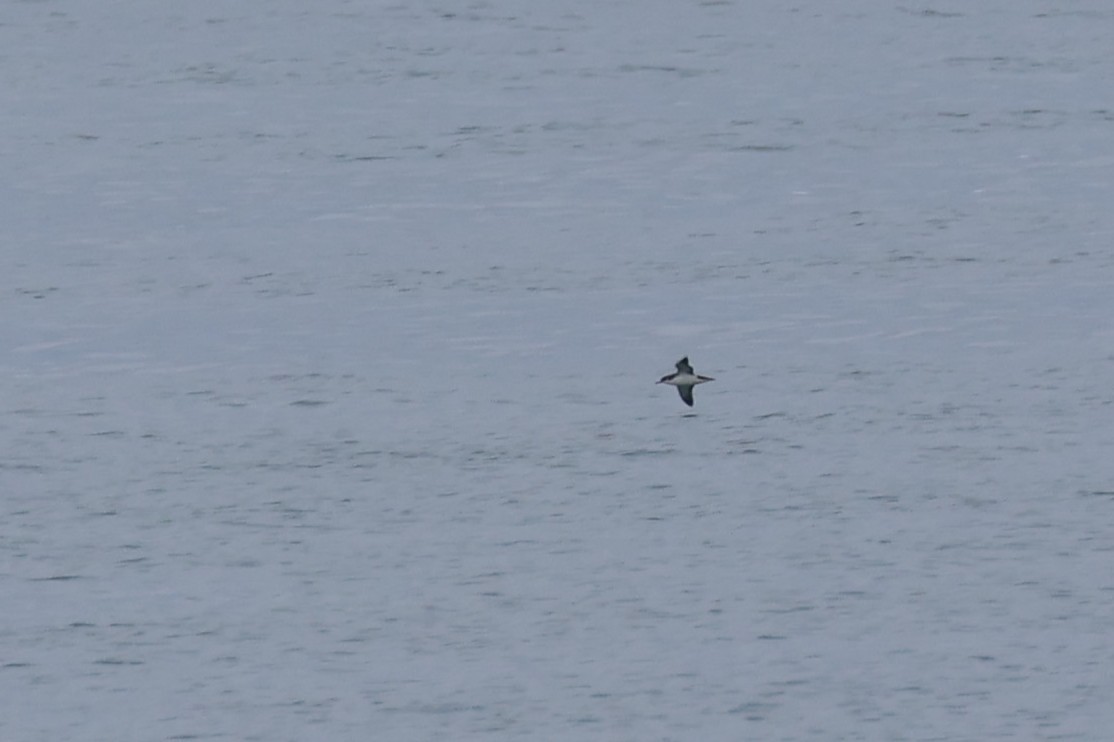Manx Shearwater - ML632740459