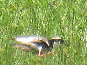 Pied Plover - ML632740496