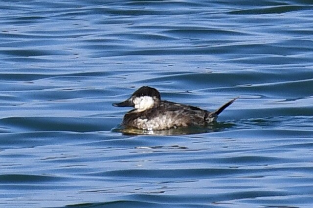 Ruddy Duck - ML632740619