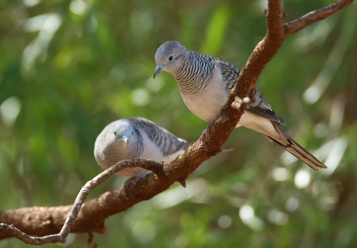 Peaceful Dove - ML632740708