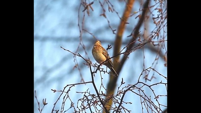 Pipit des arbres - ML632741003