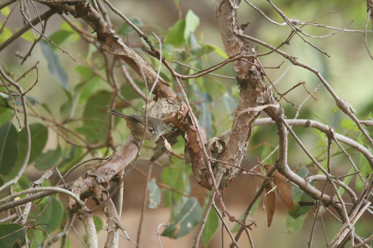 Spotted Scrubwren - ML632741127