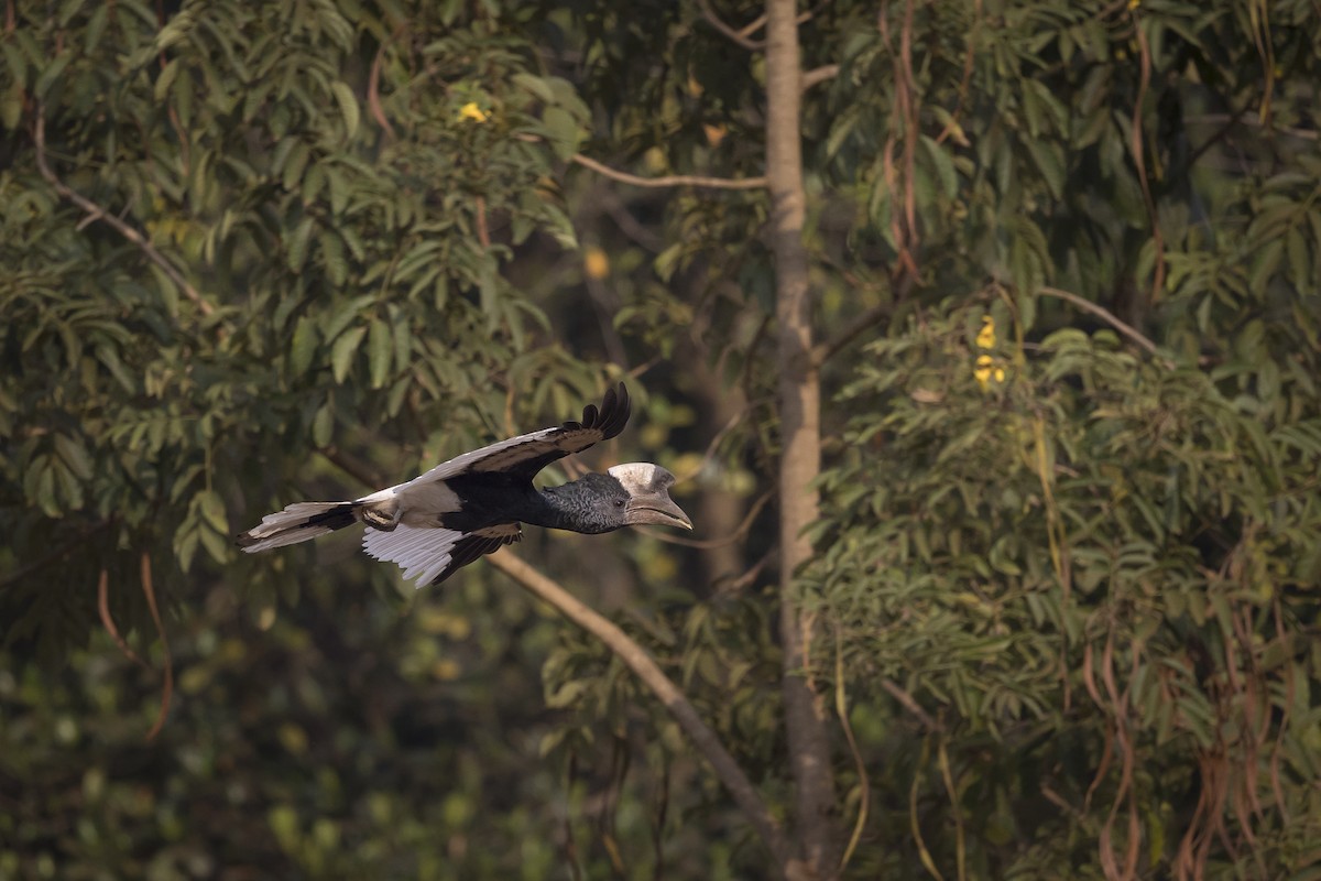 Black-and-white-casqued Hornbill - ML632741274