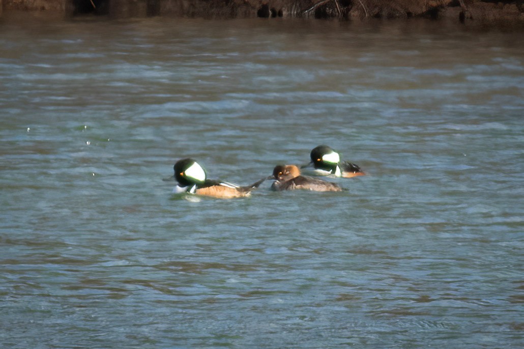 Smergo dal cappuccio - ML632741382