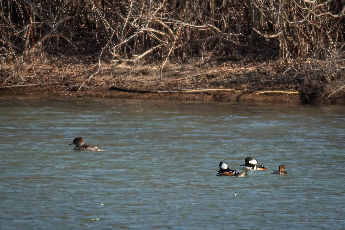 Smergo dal cappuccio - ML632741385