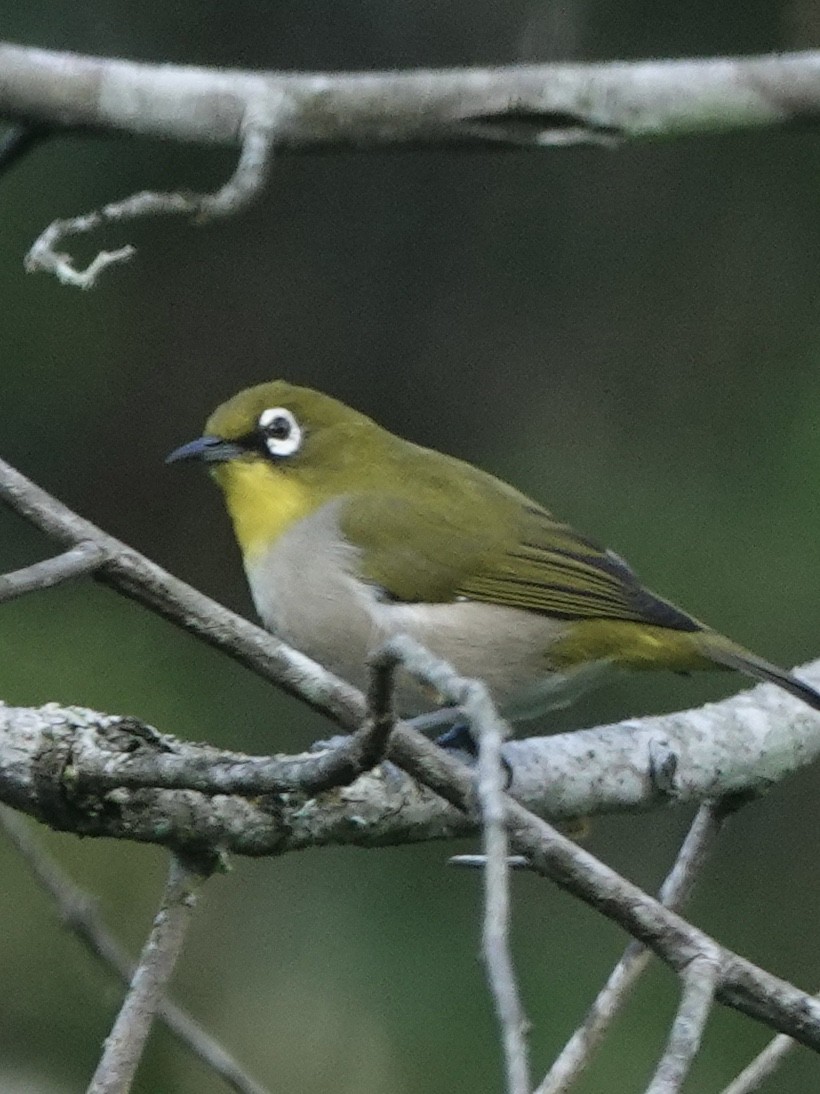 Malagasy White-eye - ML632741420