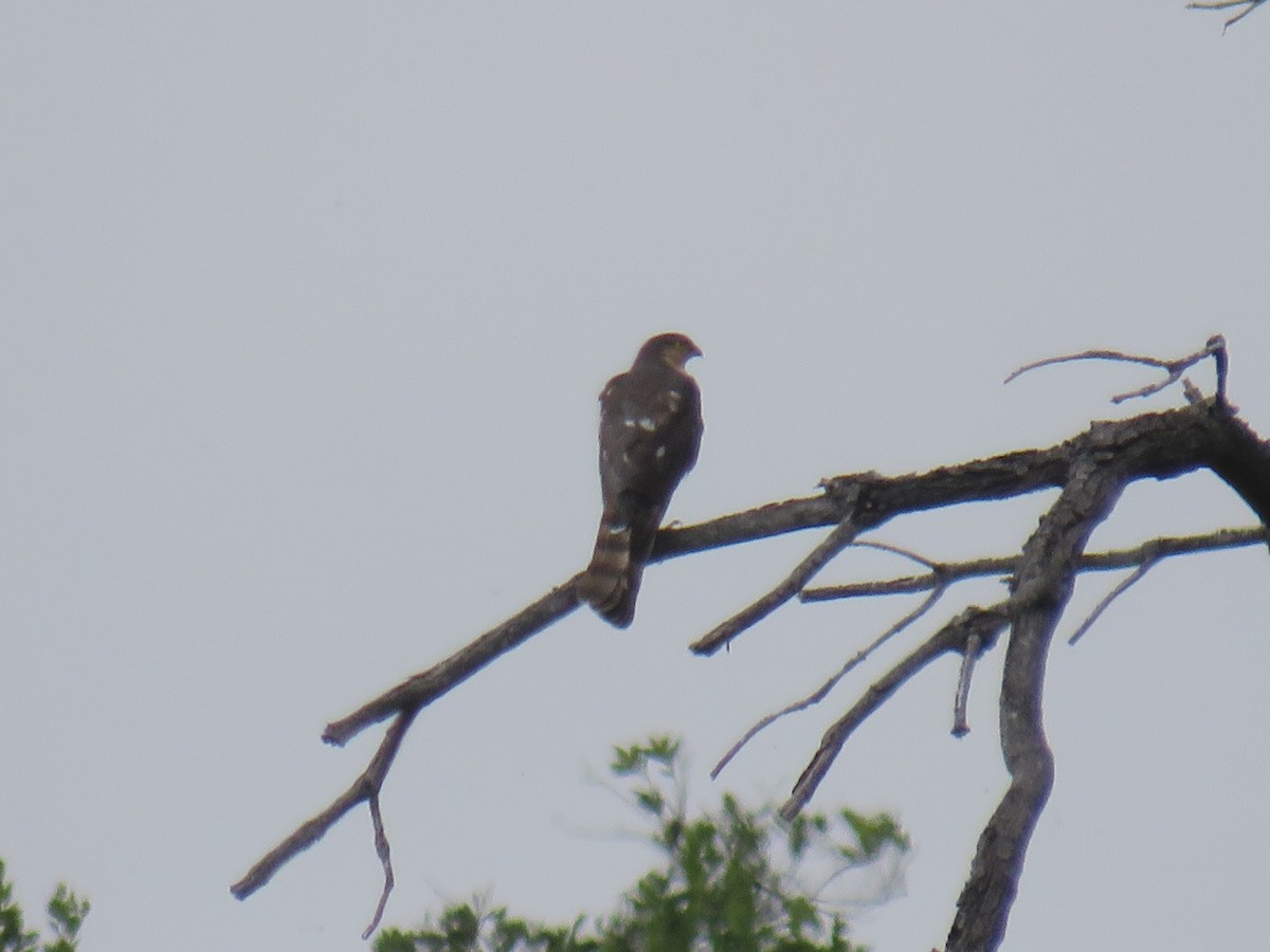 Rufous-breasted Sparrowhawk - ML632741472