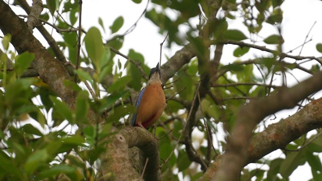 マングローブヤイロチョウ - ML632741563