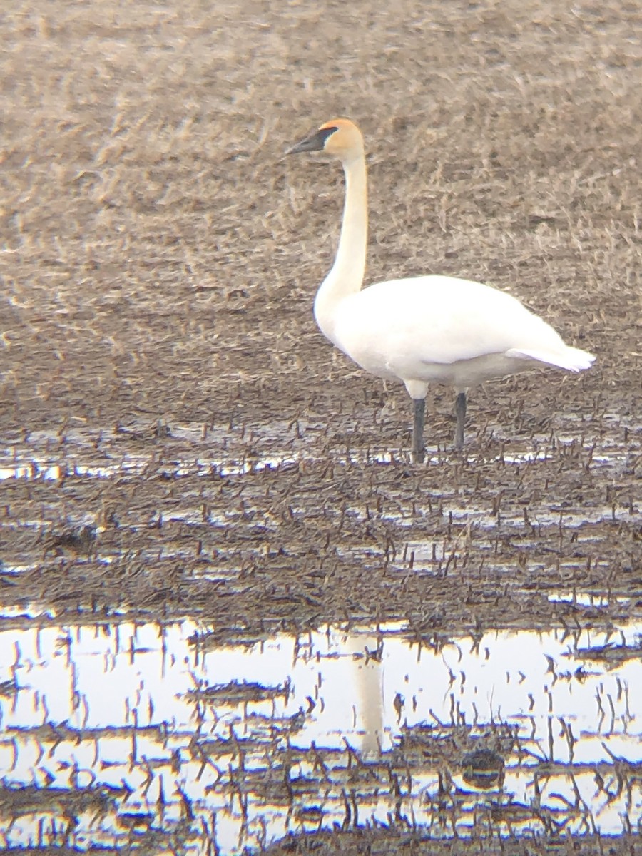 Cygne trompette - ML632741736