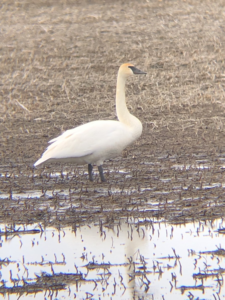 Cygne trompette - ML632741737