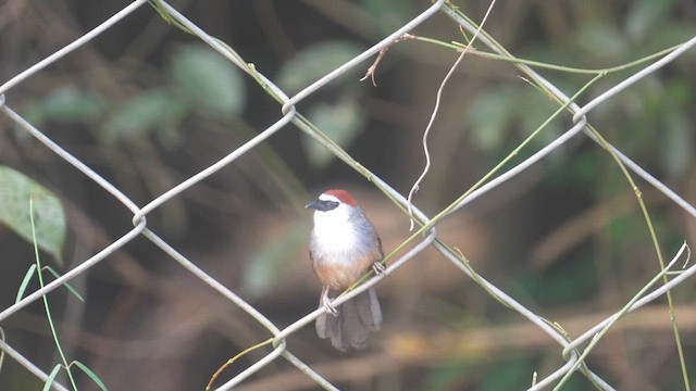 アカガシラチメドリ - ML632741776