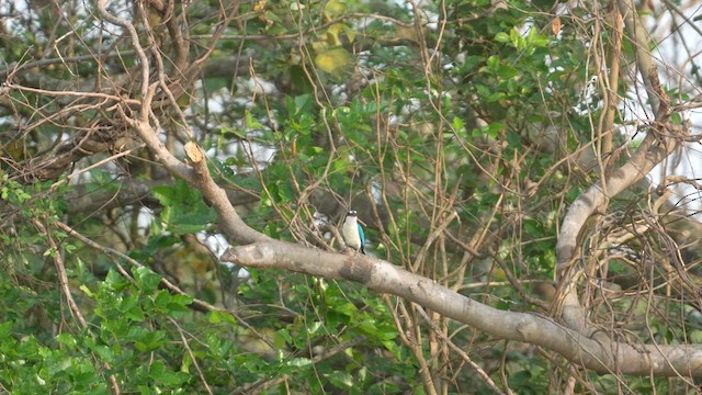 Collared Kingfisher - ML632741976