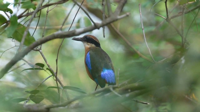 マングローブヤイロチョウ - ML632742038