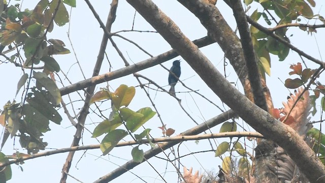 Square-tailed Drongo-Cuckoo - ML632742094