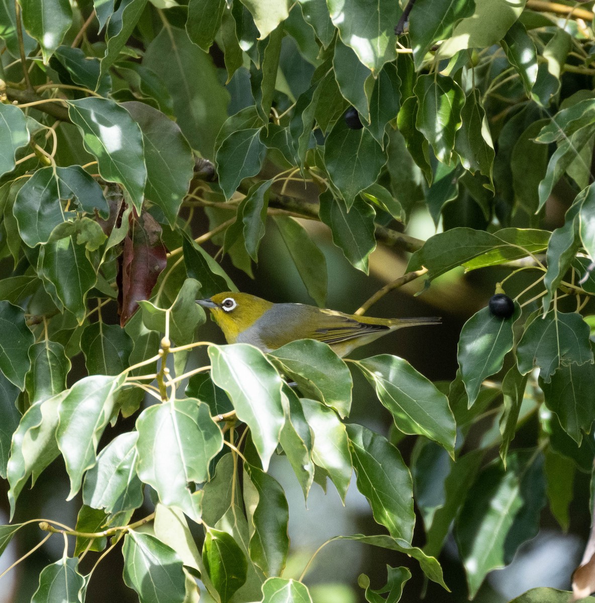 Silvereye - ML632742192