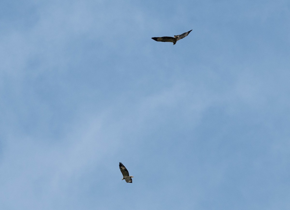 White-bellied Sea-Eagle - ML632742205