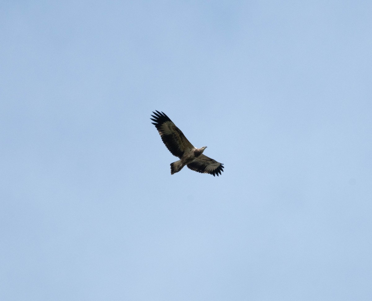 White-bellied Sea-Eagle - ML632742206