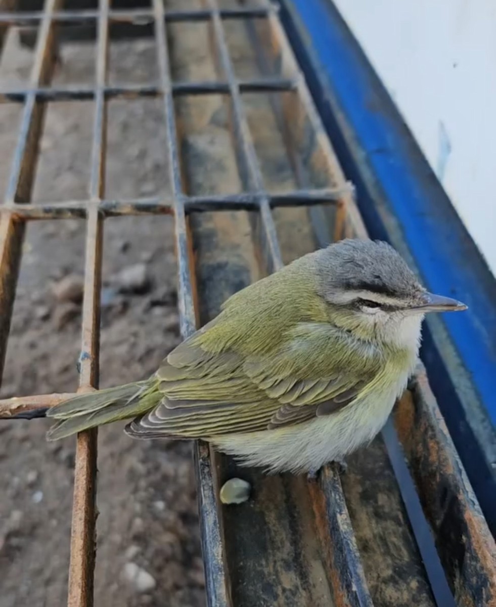 zelenáček červenooký - ML632742209