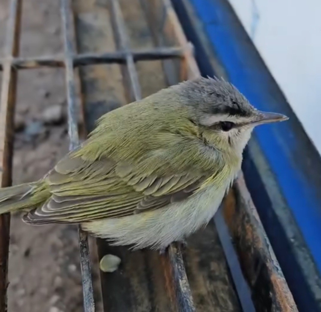 zelenáček červenooký - ML632742210