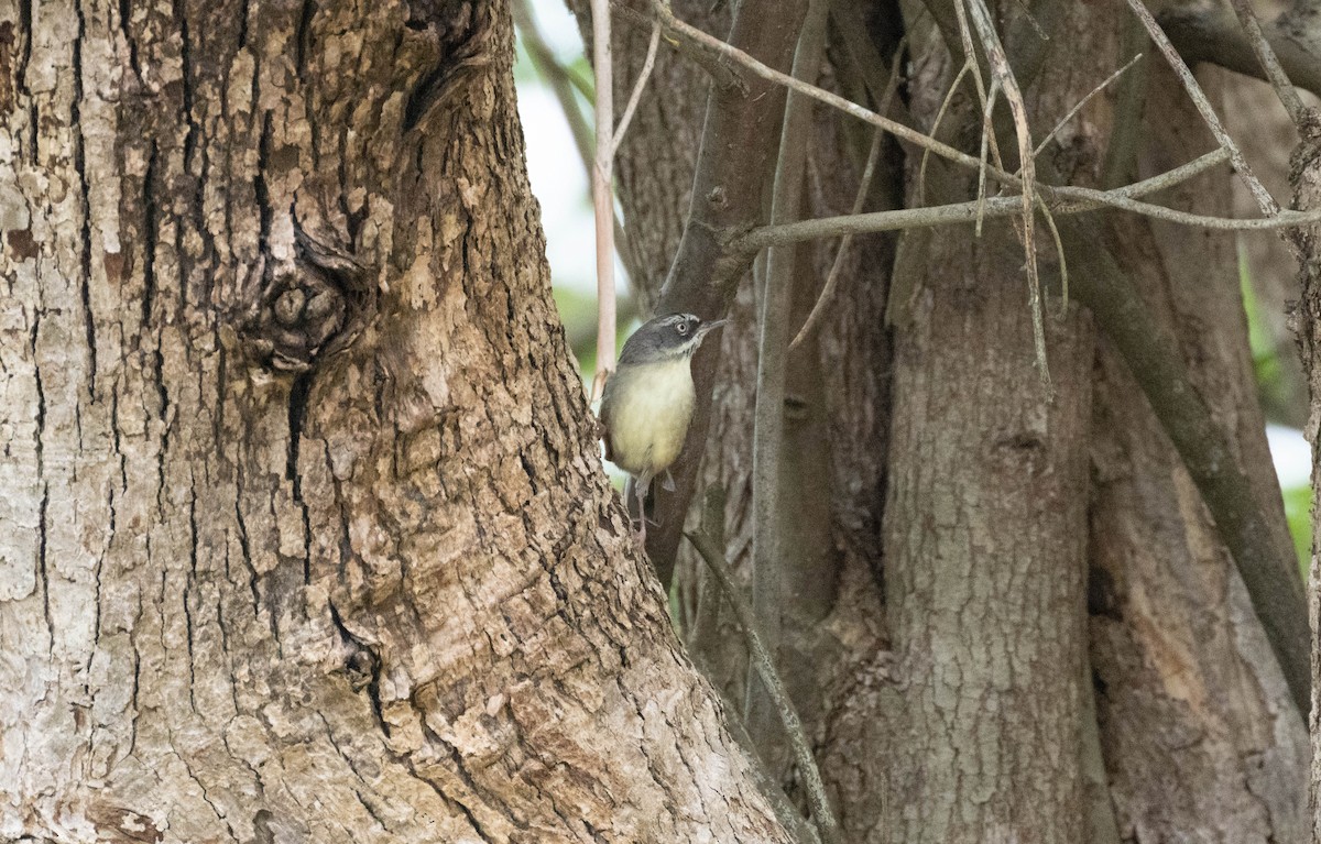 White-browed Scrubwren - ML632742229