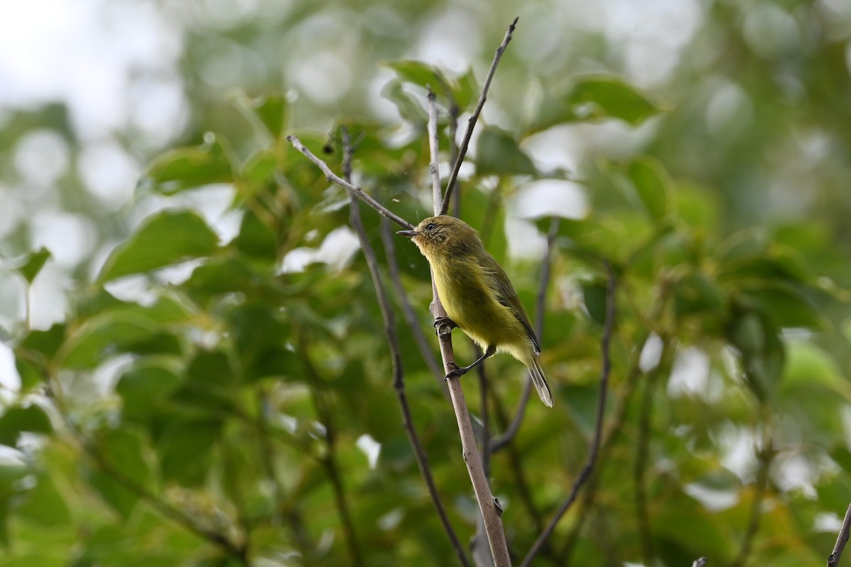 Yellow Thornbill - ML632742232
