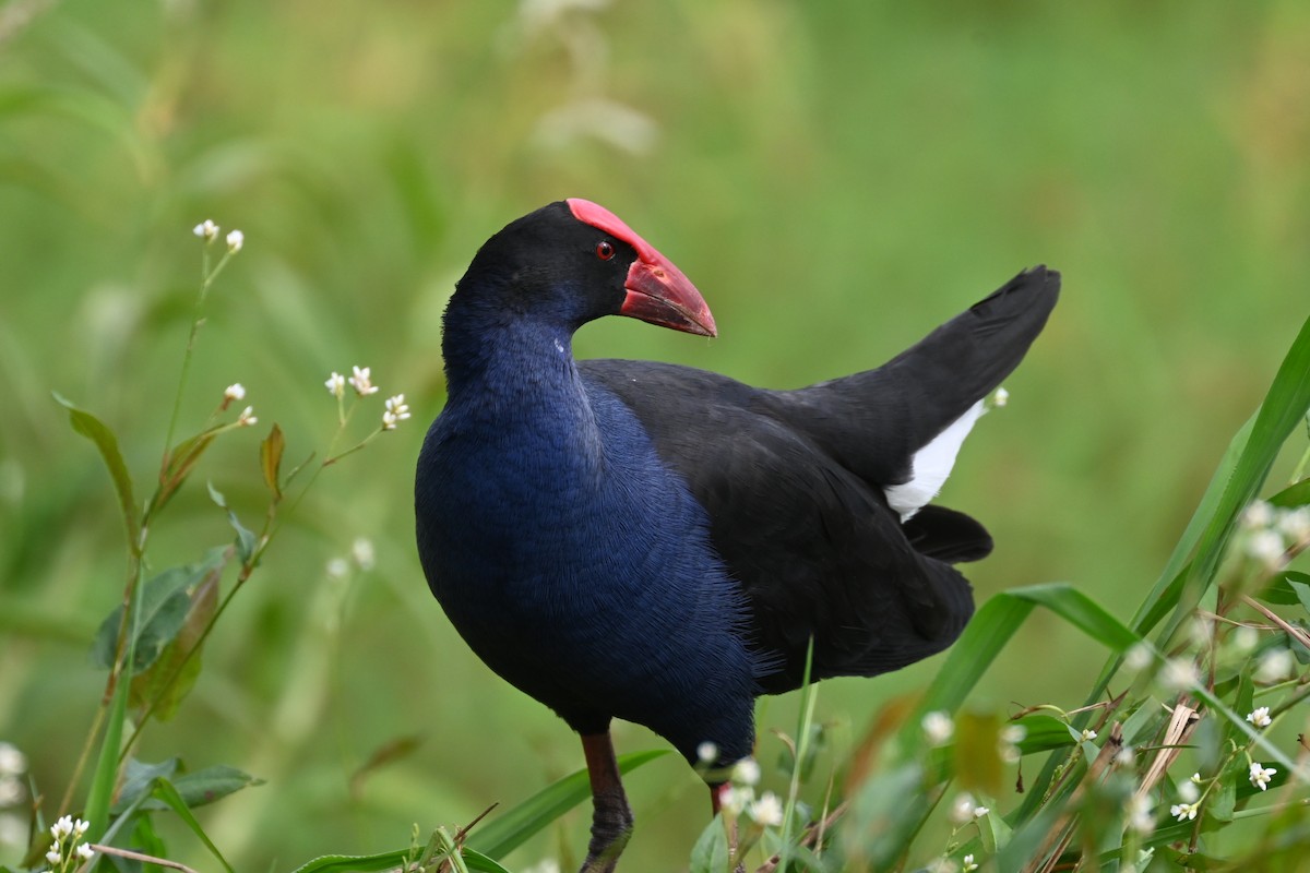 Australasian Swamphen - ML632742250