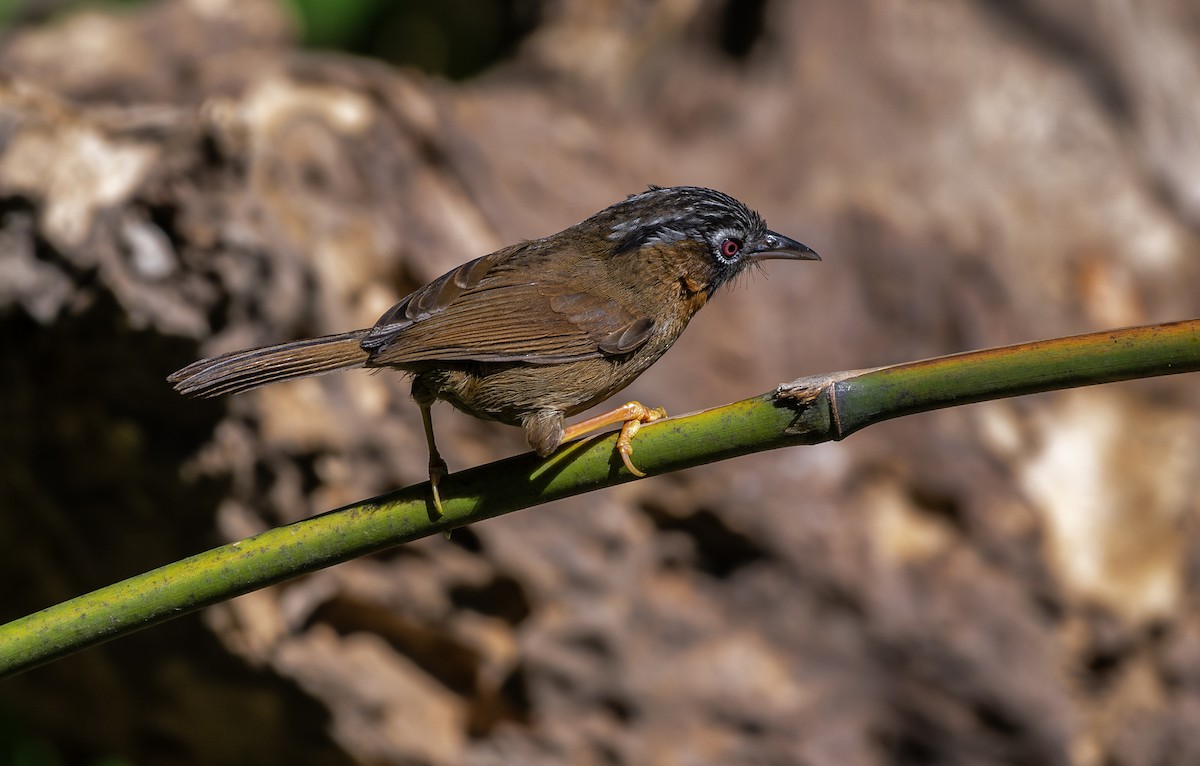 Gray-throated Babbler - ML632742304