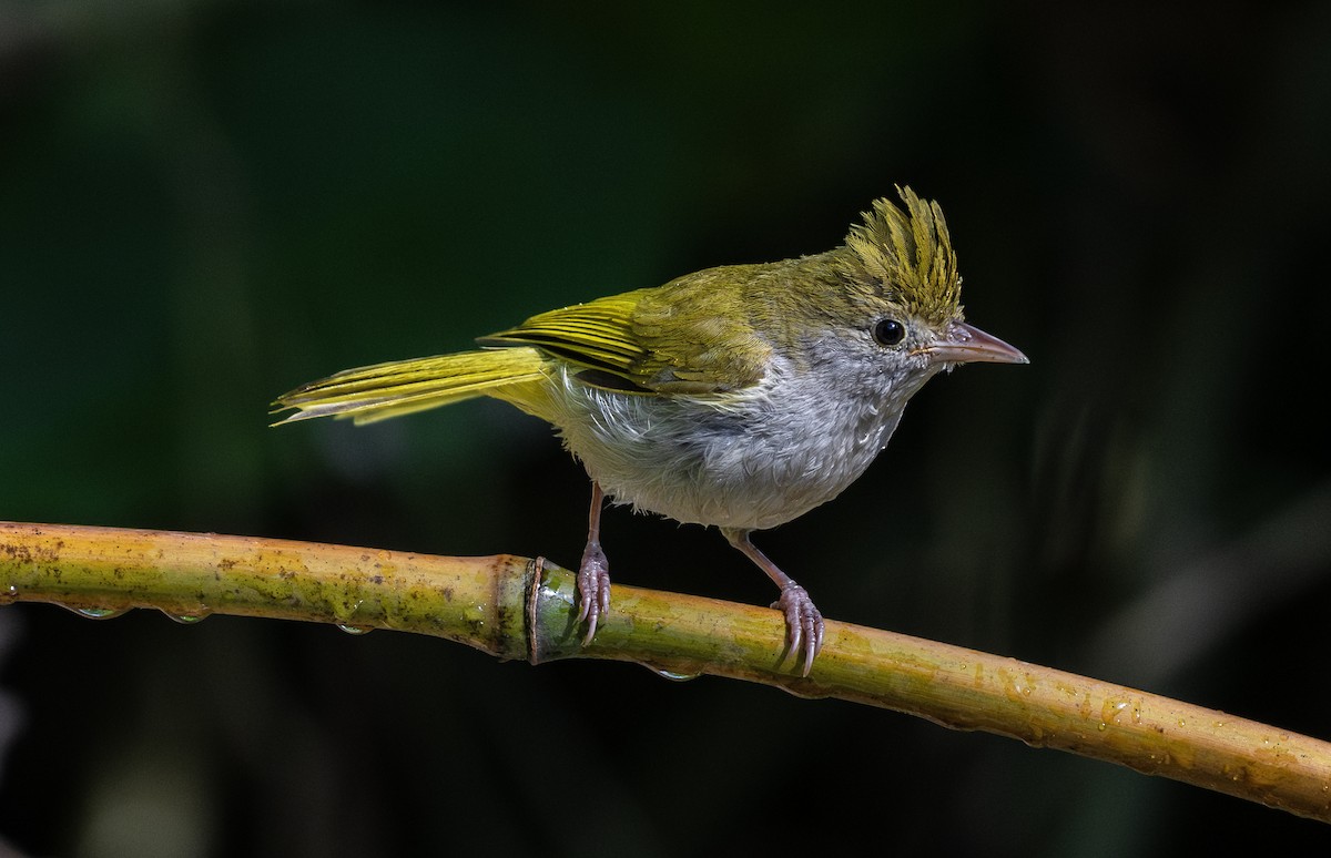 White-bellied Erpornis - ML632742306