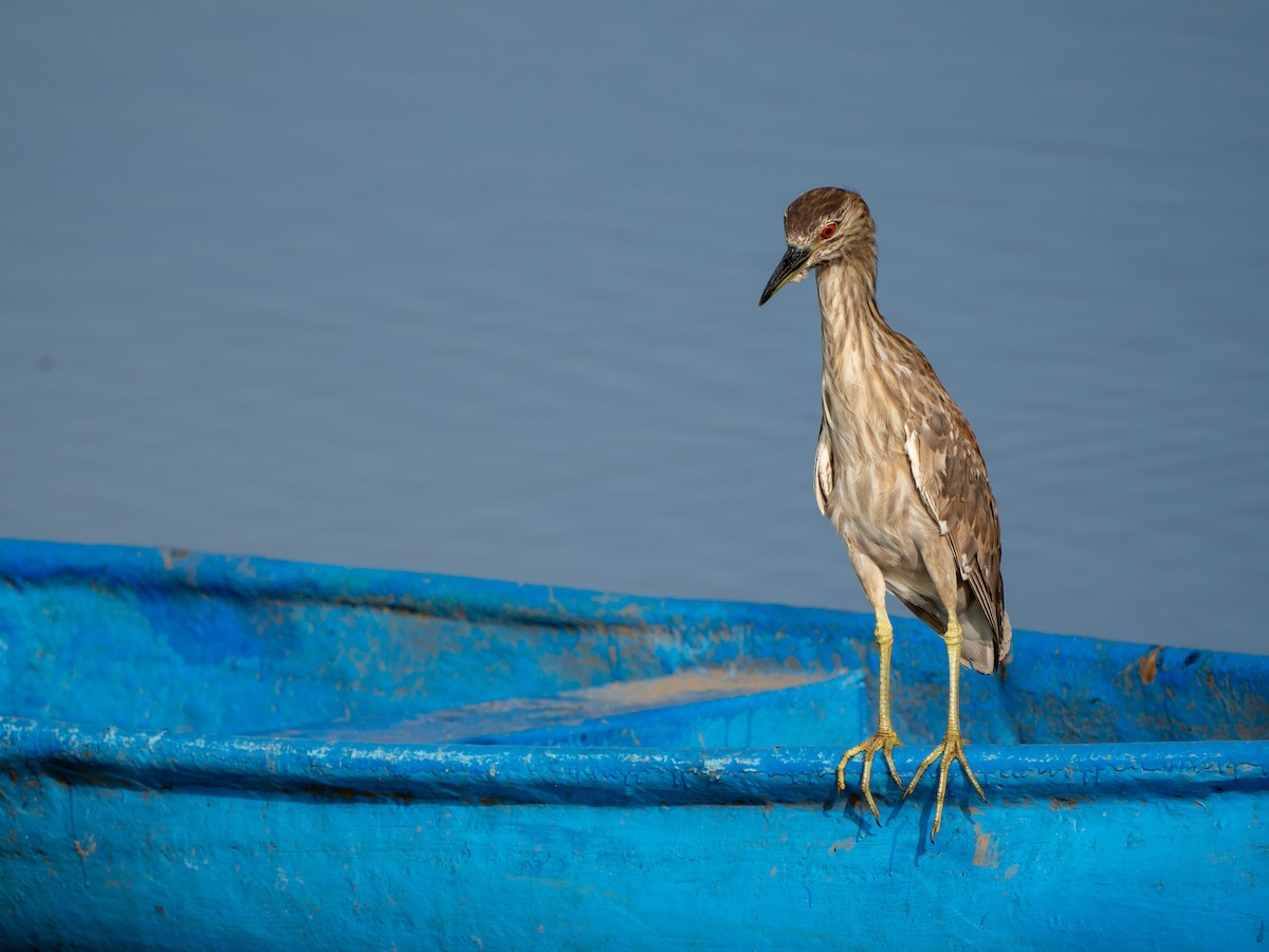 Black-crowned Night Heron - ML632742341