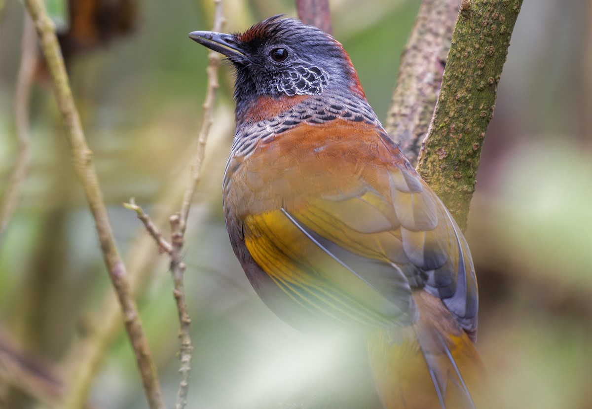 Chestnut-crowned Laughingthrush - ML632742438