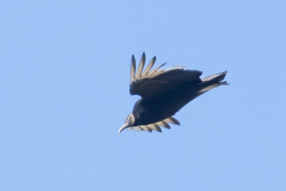 Black Vulture - ML632742534