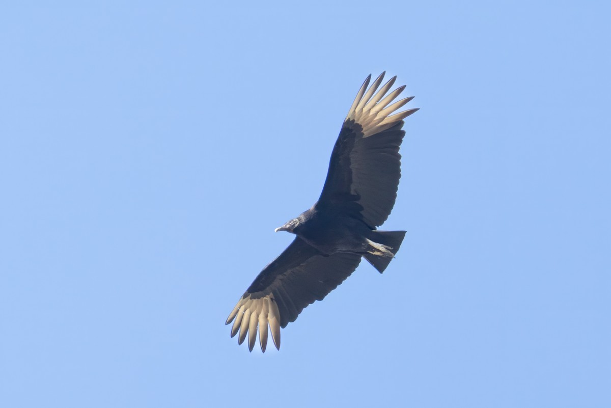 Black Vulture - ML632742535