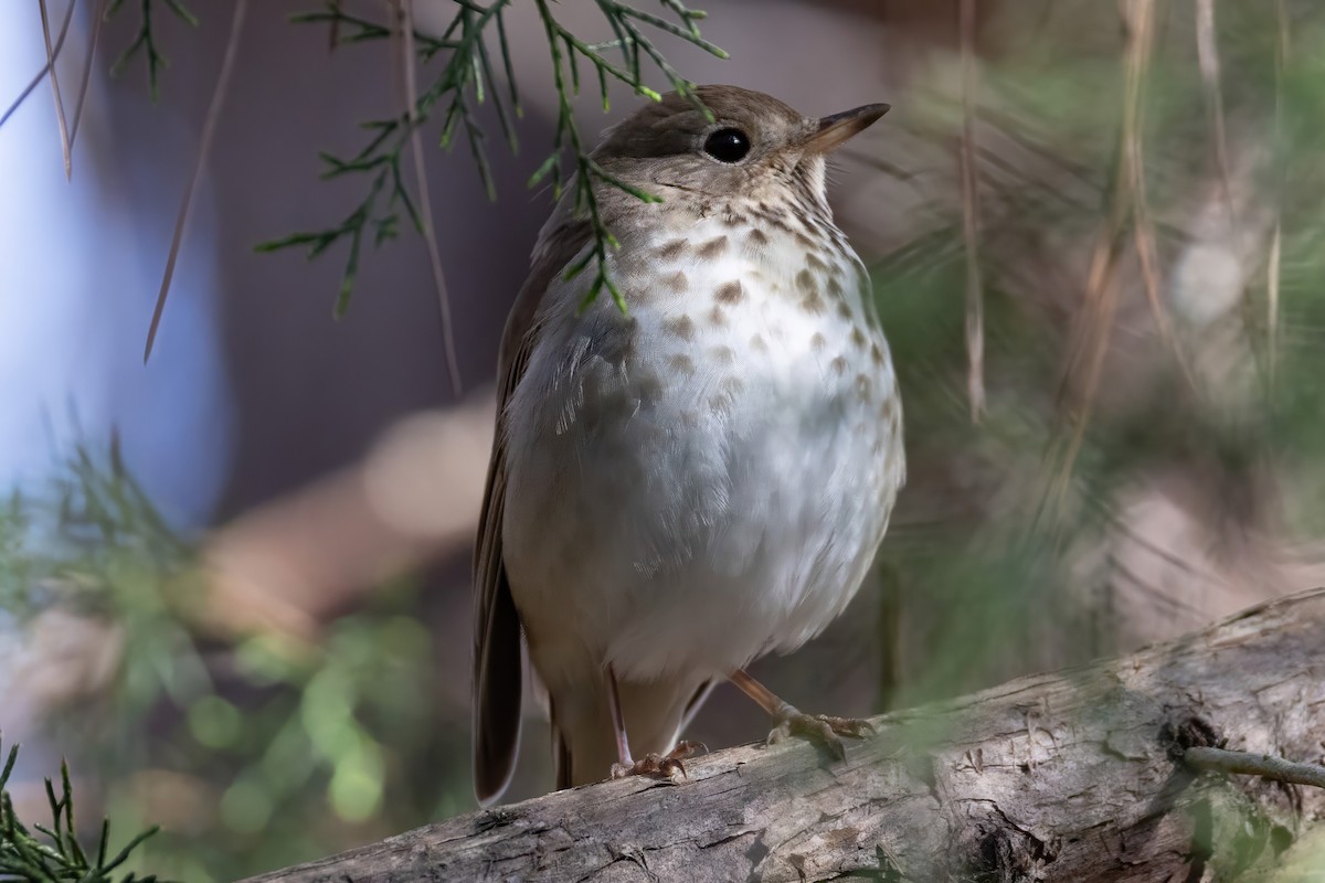 Hermit Thrush - ML632742537