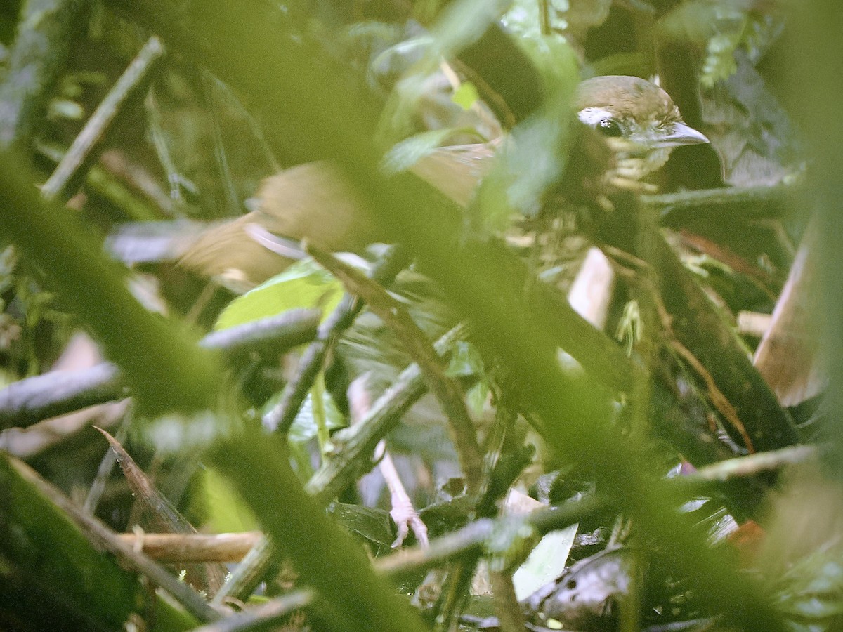Rufous-tailed Antthrush - ML632742748