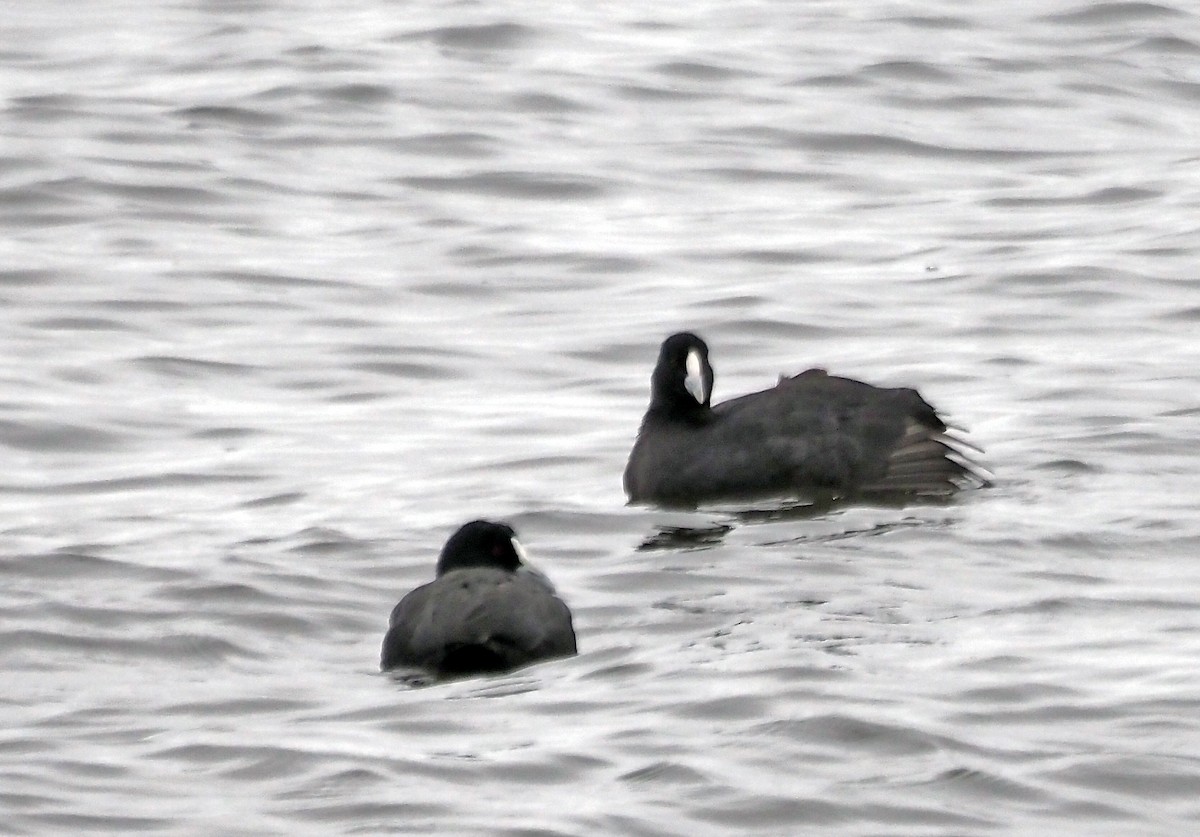 Blässhuhn - ML632742937