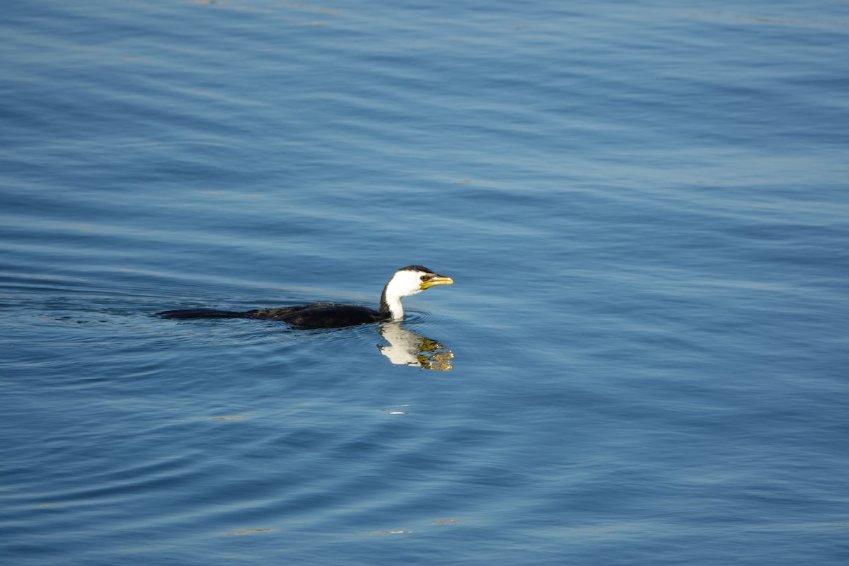 Little Pied Cormorant - ML632742986