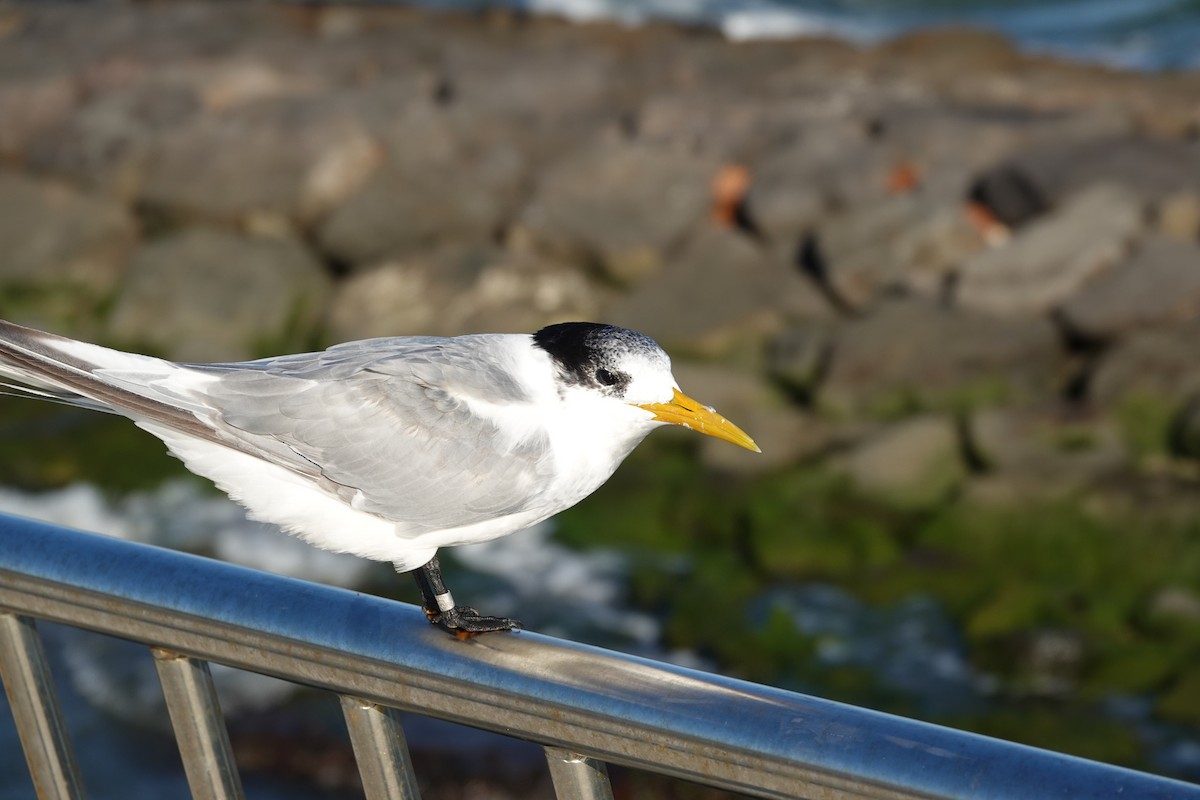 Great Crested Tern - ML632742992
