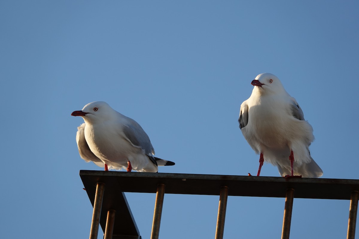 Silver Gull - ML632742993