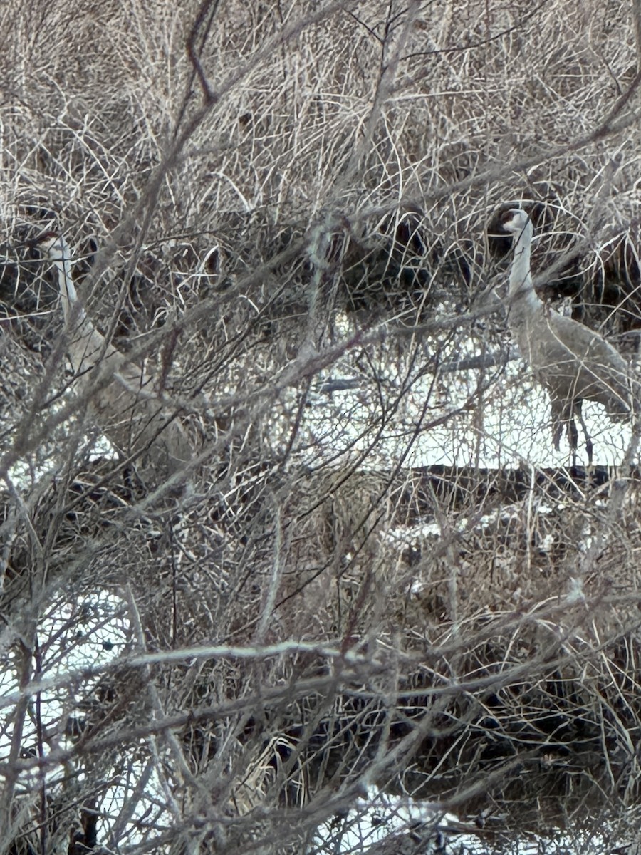 Канадский журавль - ML632743129