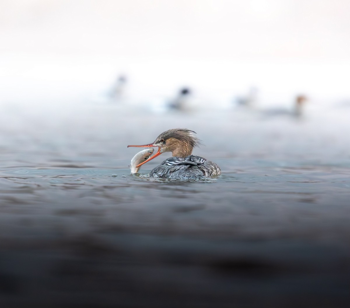 Red-breasted Merganser - ML632743184