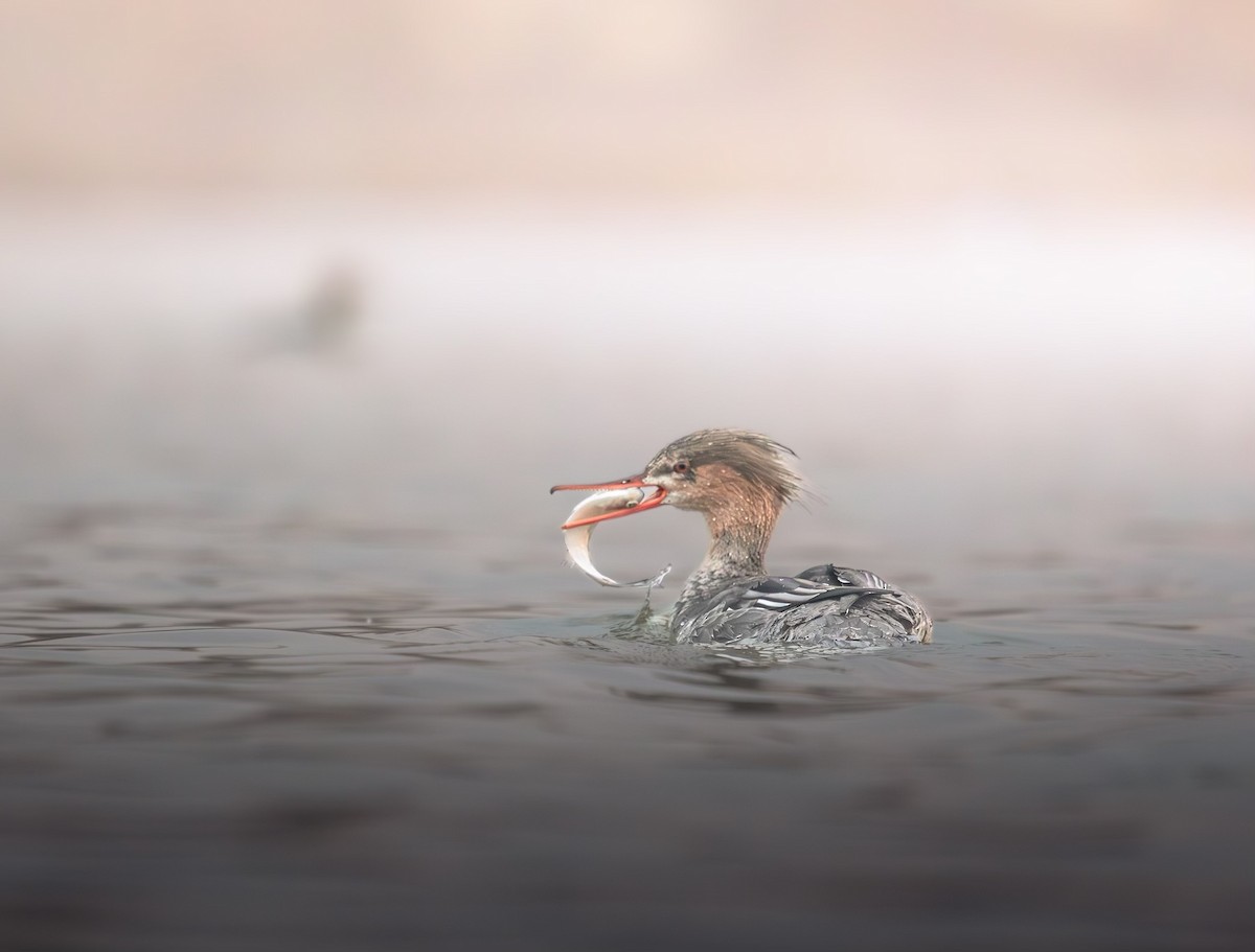 Red-breasted Merganser - ML632743186